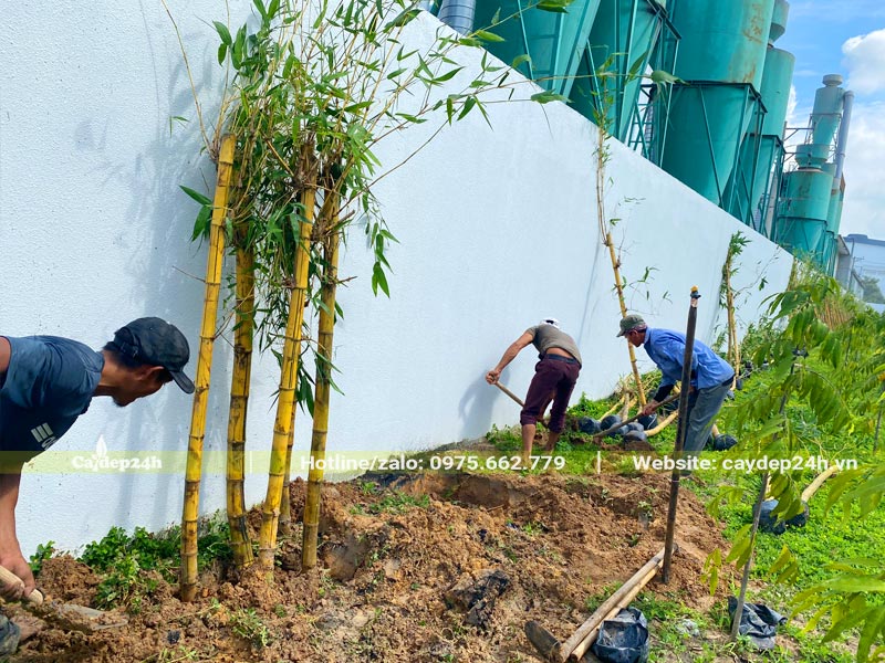 Lấp đất sau khi trồng xong khóm cây tre vàng