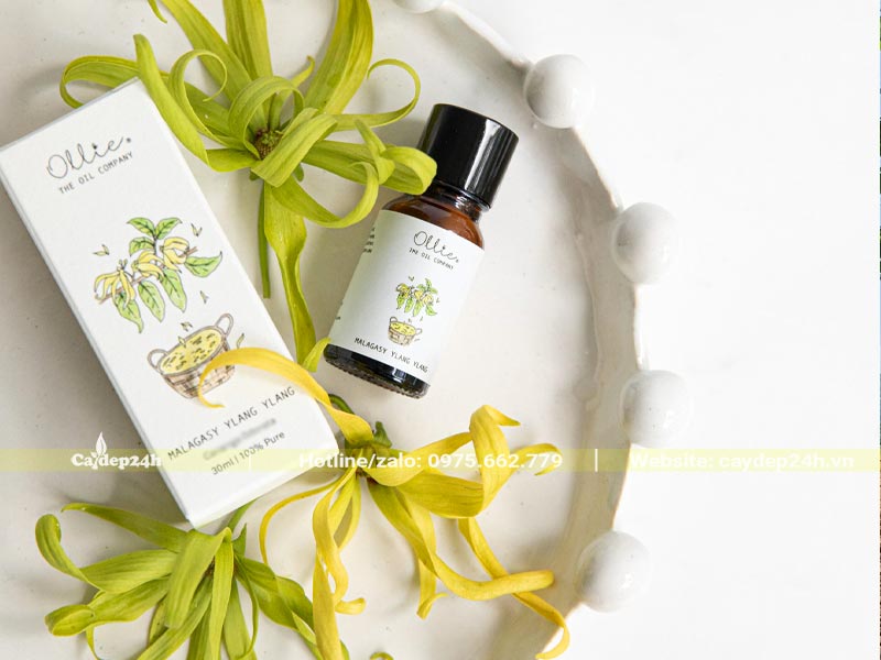 Hoa được thu thái để làm tinh dầu Ylang Ylang nổi tiếng