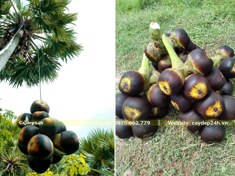 Chùm quả cây Thốt Nốt mới chặt xuống