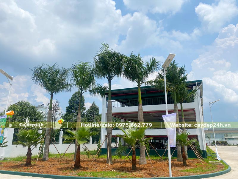 Những cây Cau Vua lóng cao 5 - 6m trồng trong khuôn viên nhà máy tại Bình Dương
