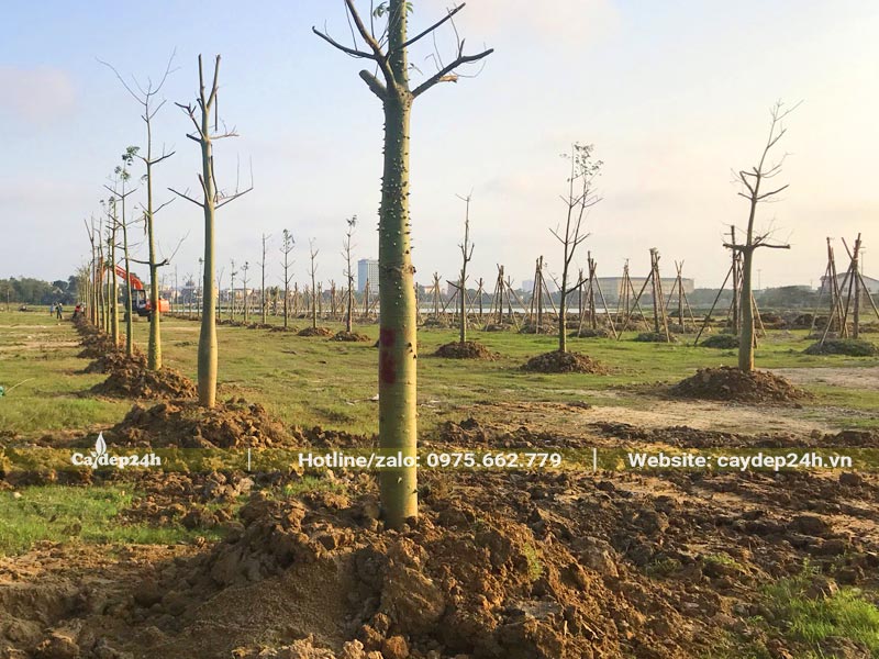 Hàng trăm cây Mỹ Nhân đã được trồng thành hàng thẳng tắp