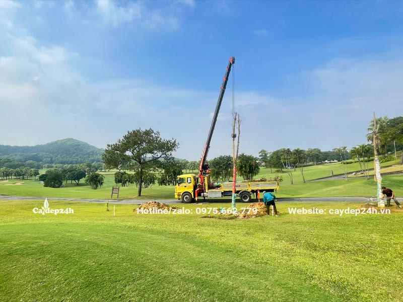 Công nhân đang tiến hàng trồng cây bóng mát trong sân gôn Chí Linh