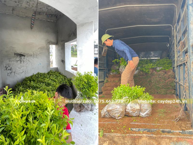 Công nhân đang chuyển cây Chuỗi Ngọc và Cỏ Nhung Nhật từ trên xe tải xuống tập kết tại công trình