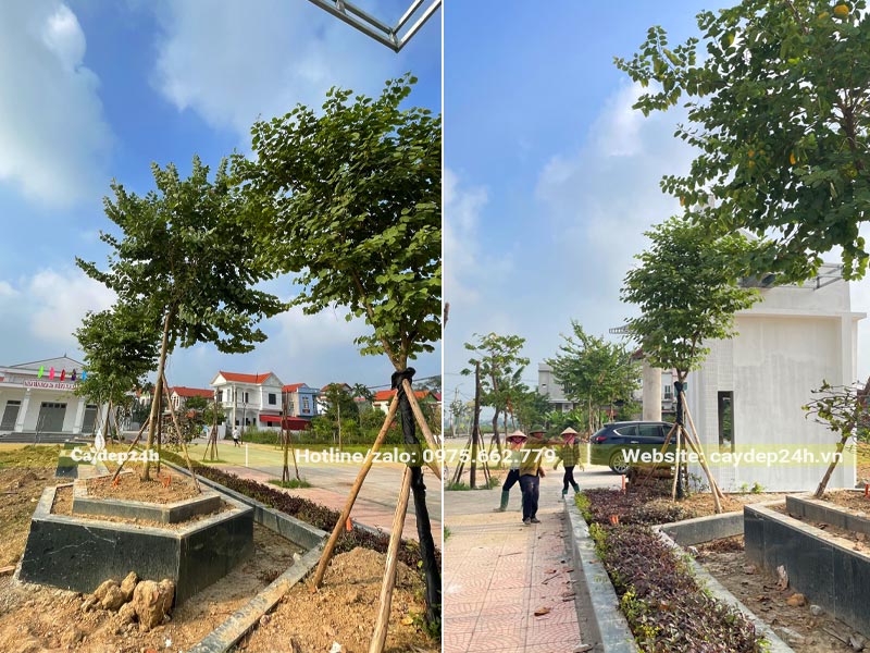 Hàng Cây Hoa Ban trắng trồng quanh nhà văn hóa tại Vĩnh Phúc đã ra cành lá mới tươi tốt