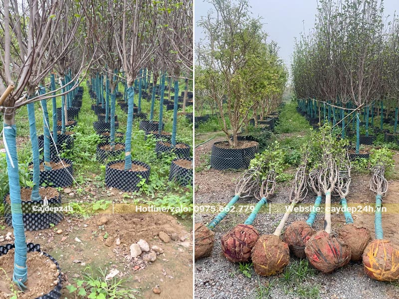 Vườn dâm ủ cây hoa Mộc Lan lâu năm, đường kính gốc từ 10 - 12cm