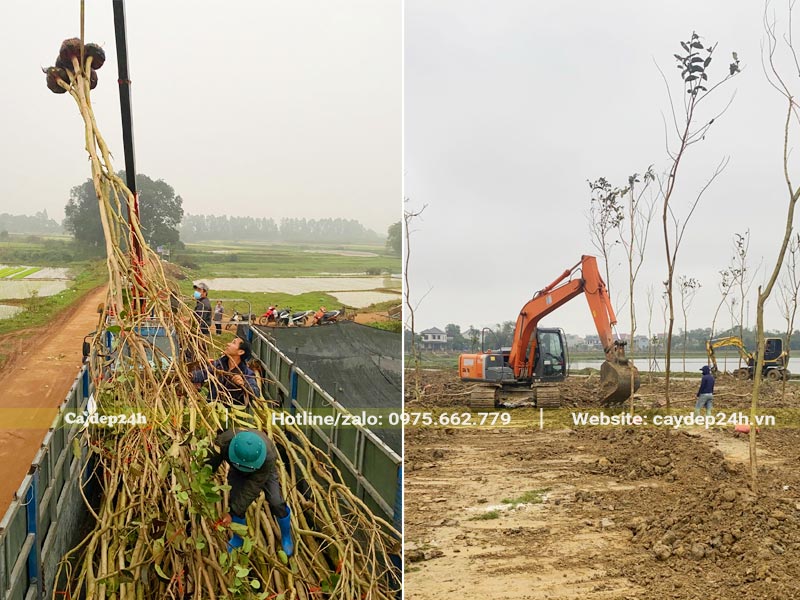 Công nhân đang chuyển cây từ trên xe đến hố trồng và tiến hàng trồng cây Muồng Hoàng Yến cho hồ điều hòa Hà Tĩnh