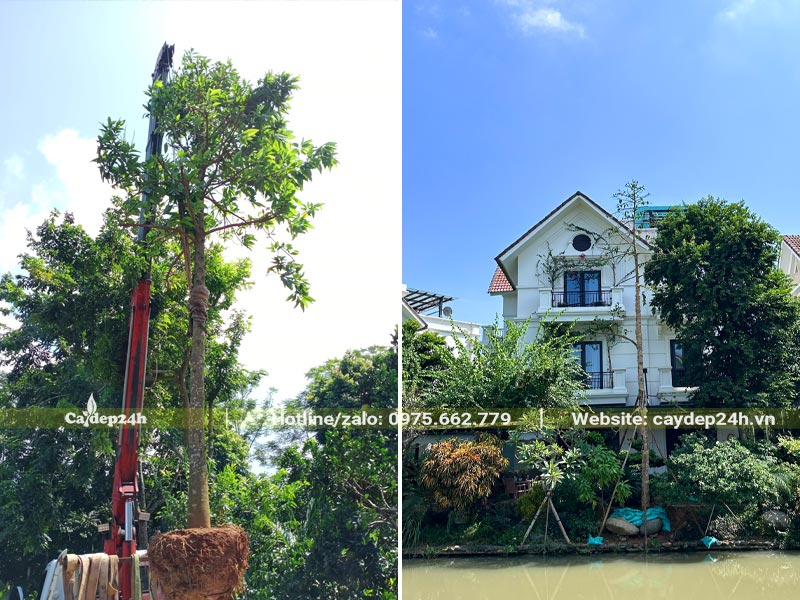 Thi công trồng cây hoa Hoàng Lan Công Chúa lâu năm, chiều cao từ 5 - 7m