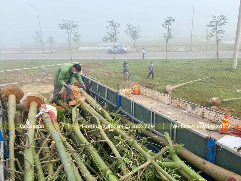 Những chiếc xe rơ-mooc có thùng lớn dùng để vận chuyển cây Mỹ Nhân công trình lớn