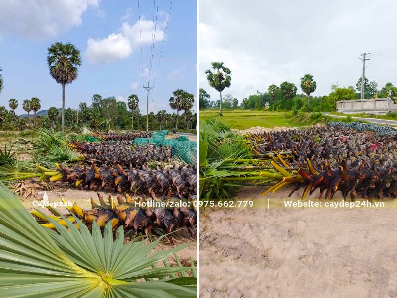 Dải cây theo vị trí trồng, với khoảng khách khoảng 3m