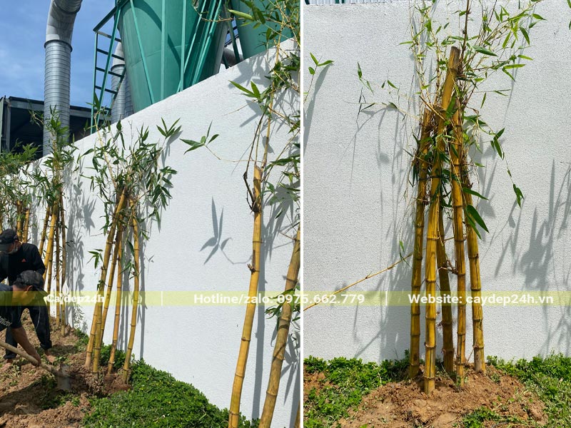 Những khóm tre vàng trồng sát với tường rào của nhà máy