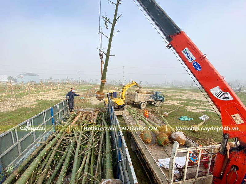 Dùng cần cẩu để đưa cây Mỹ Nhân từ trên thùng xe xuống