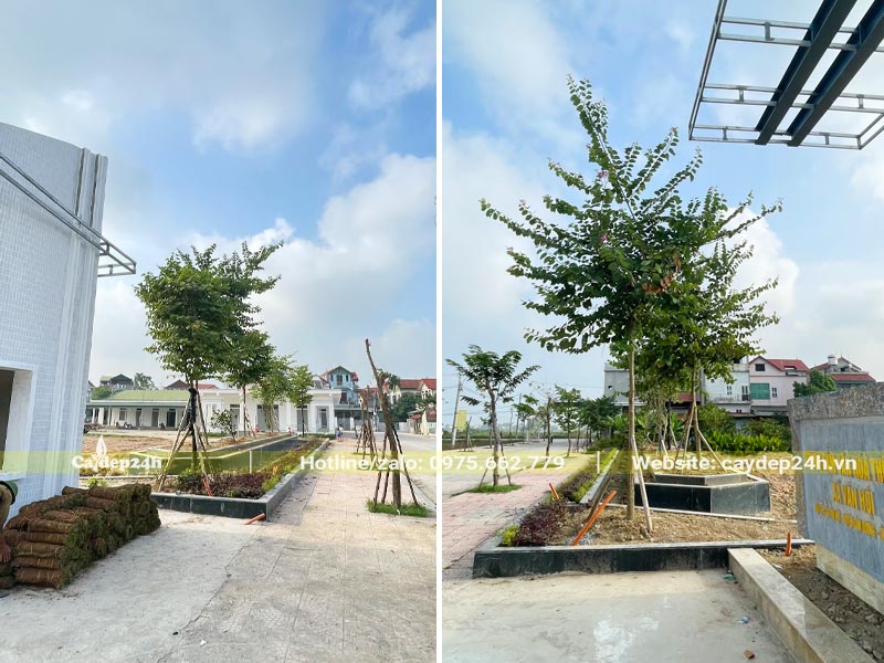 Hàng cây hoa Ban Tây Bắc công trình trồng bao quanh nhà văn hóa