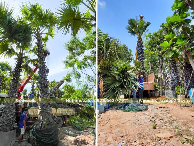 Cẩu cây Thốt Lốt cao hơn 4m lên xe tải