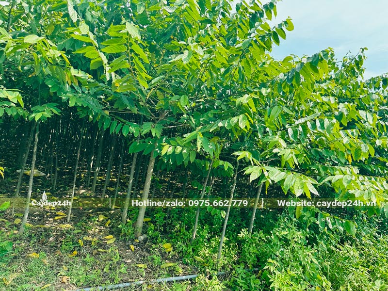 Vườn trồng quy mô lớn, cây Hoàng Lan Công Chúa chiều cao từ 1 - 2m