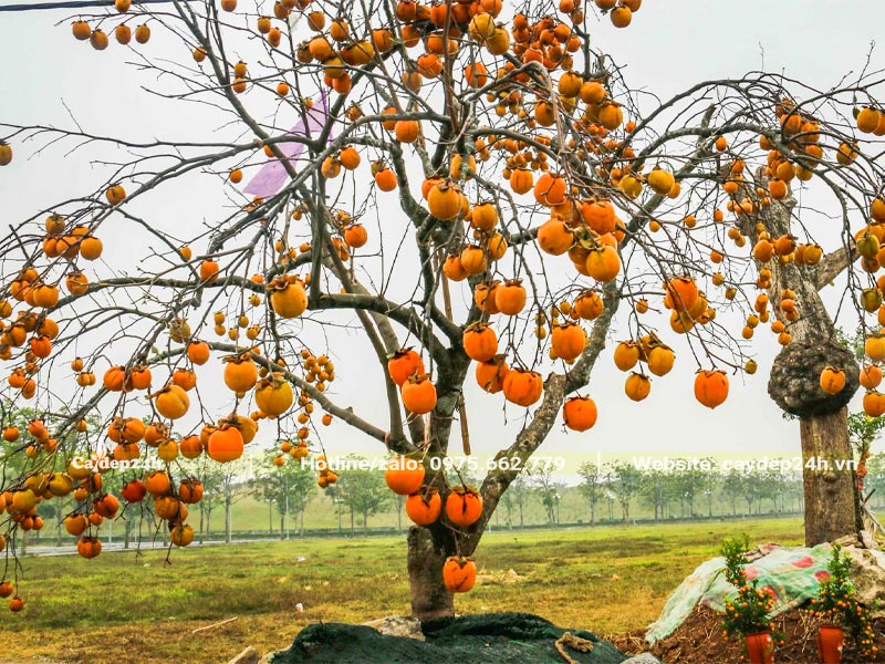 Chậu cây Hồng Tết đẹp, trồng trong chậu đá