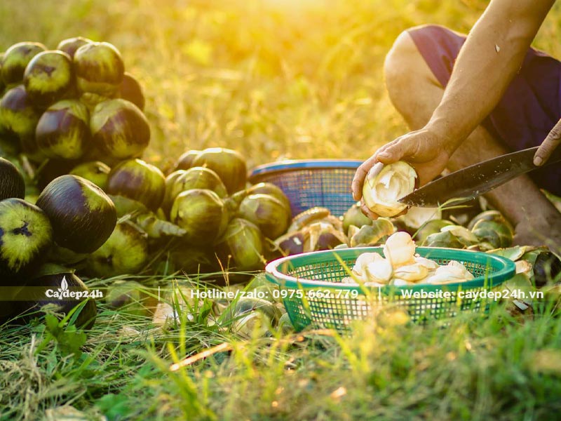 Những chùm quả Thốt Nốt non được hái xuống để lấy cùi