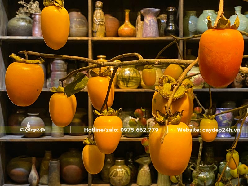 Cành Hồng Tết sai trĩu quả trang trí không gian phòng khách, phòng trà