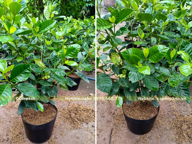 Bạch Thiên Hương cao 50cm, đang ra nụ