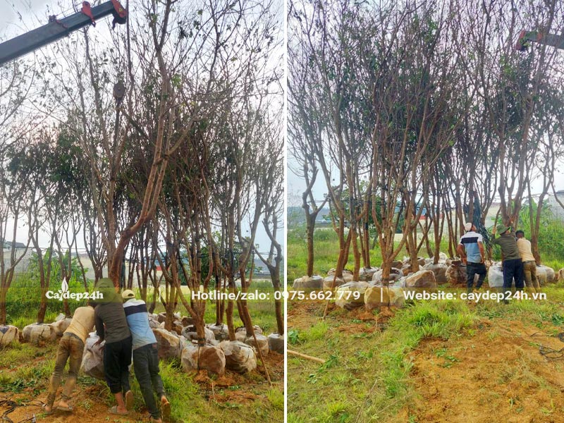 Công nhân đang tập kết cây Mai Anh Đào để dưỡng ủ trước khi bán ra thị trường