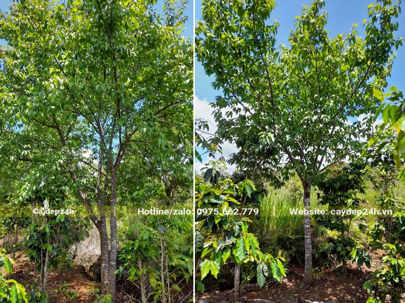 Mua cây hoa Mai Anh Đào lâu năm, đường kính gốc 10 - 15cm