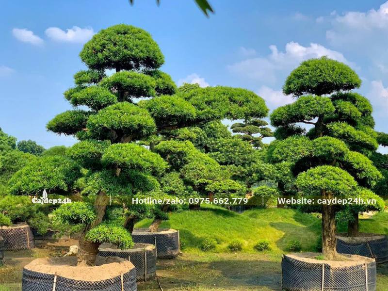 Vườn cây Tùng La Hán bonsai chiều cao từ 2 - 3m