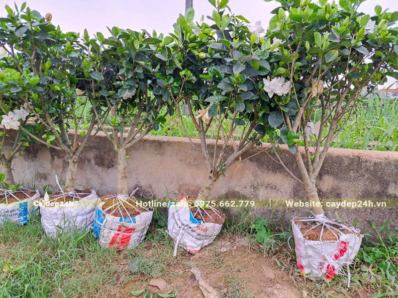 Cây hoa Bạch Thiên Hương lâu năm, đường kính gốc 3 - 4cm