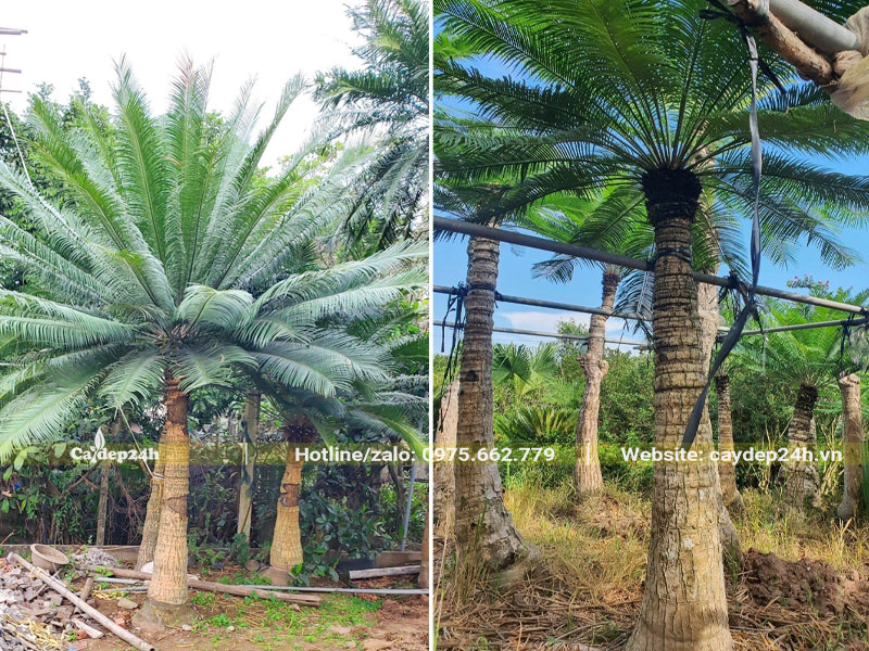 Vườn trồng số lượng lớn cây Thiên Tuế lóng thân 1.5 - 2m