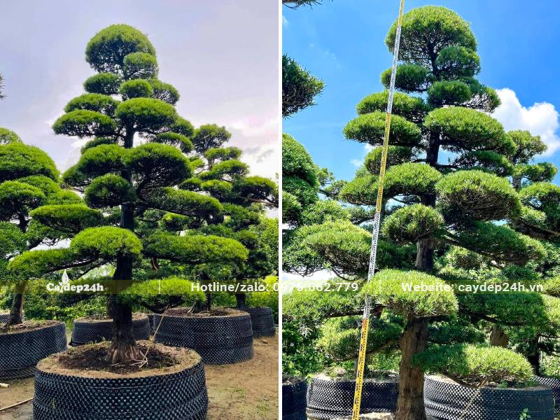 Đo kích thước chuẩn của cây Tùng La Hán lâu năm dáng trực, tán phân tầng đẹp