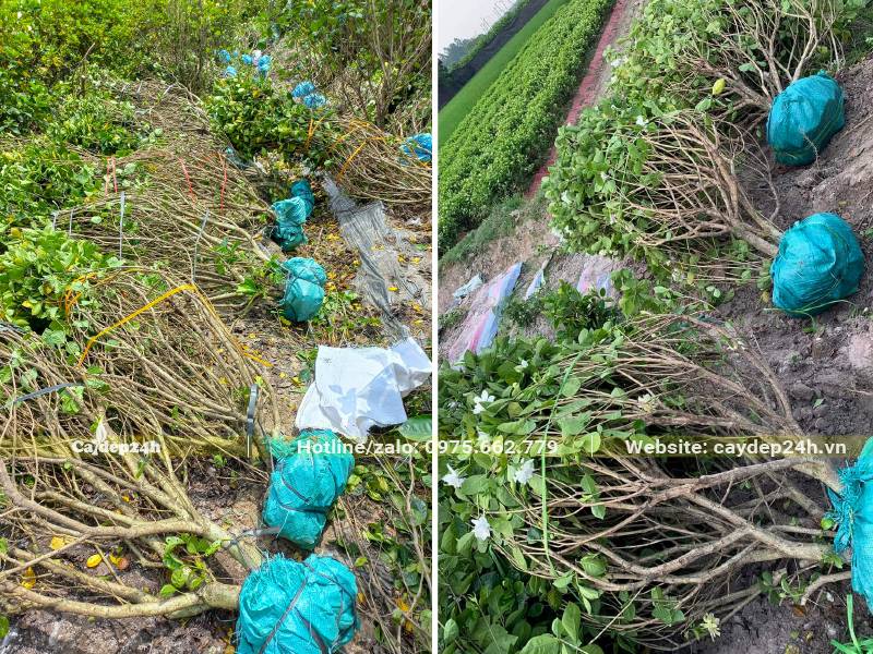 Bứng bầu số lượng lớn cây Bạch Thiên Hương lâu năm, đường kính gốc trên 5cm