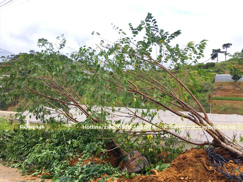 Bứng cây hoa Mai Anh Đào đừng kính gốc 10 - 15cm, tỉa gọn tay cành để dâm ủ