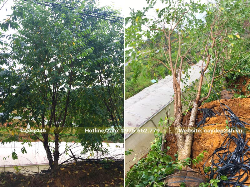 Bứng cây hoa Mai Anh Đào lâu năm, đườn kính gốc 15cm