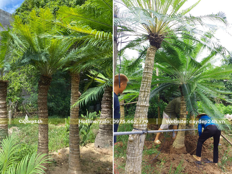 Công nhân bứng cây Thiên Tuế lâu năm