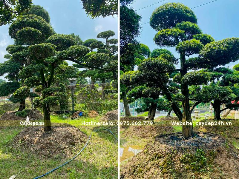 Vườn dâm ủ cây Tùng La Hán đường kính gốc từ 15 - 20cm