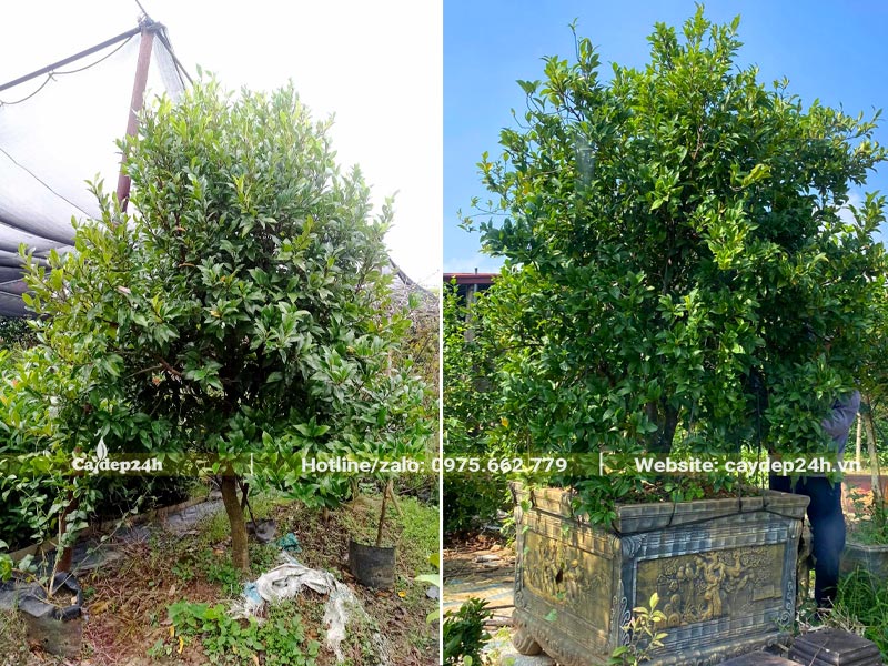 Cây Lan Tiêu trồng ngoài đất và trồng trong chậu, chiều cao khoảng 2m