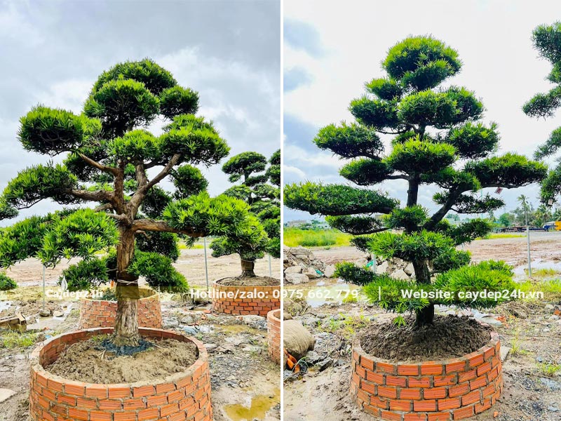 Xây bồn đất tròn đường kính 80cm để dâm ủ cây La Hán Tùng