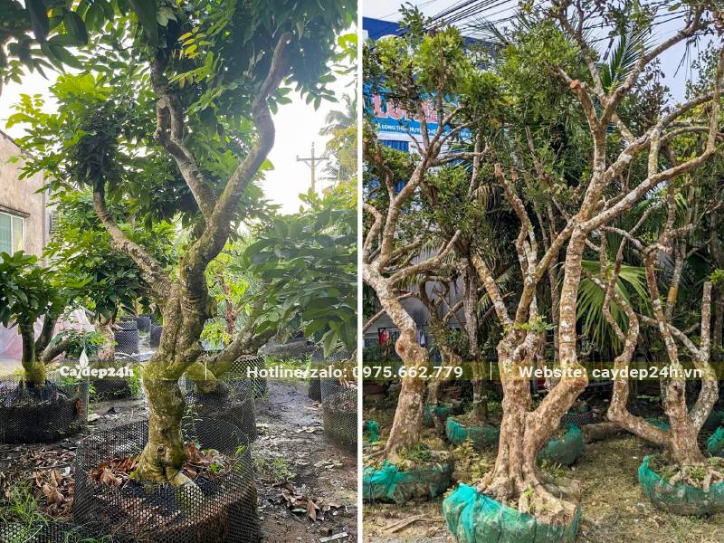 Cây được bứng và đưa về nhà vườn để dưỡng ủ