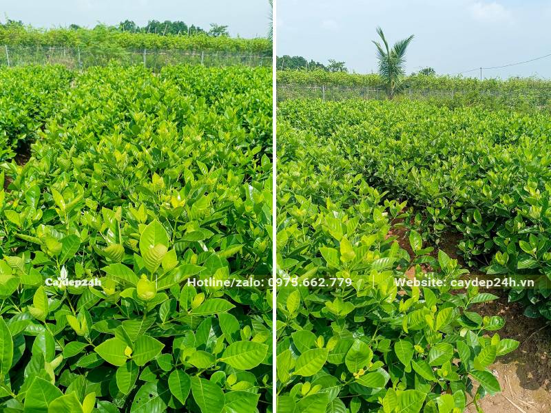 Vườn nhân giống và nuôi trồng cây Bạch Thiên Hương từ nhỏ