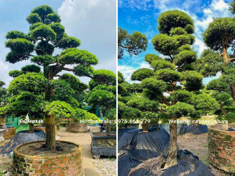 Vườn dâm ủ số lượng lớn cây Tùng La Hán cổ thụ đường kính gốc từ 10 - 20cm