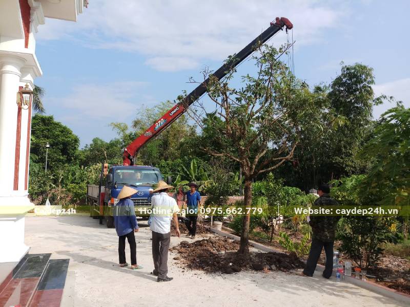 Dùng cần cẩu để di chuyển cây Nhãn đường kính gốc 15cm vào hố trồng