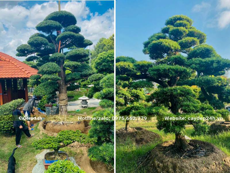 Cẩu và đưa cây Tùng La Hán cổ thụ đường kính gốc 20cm vào hố trồng