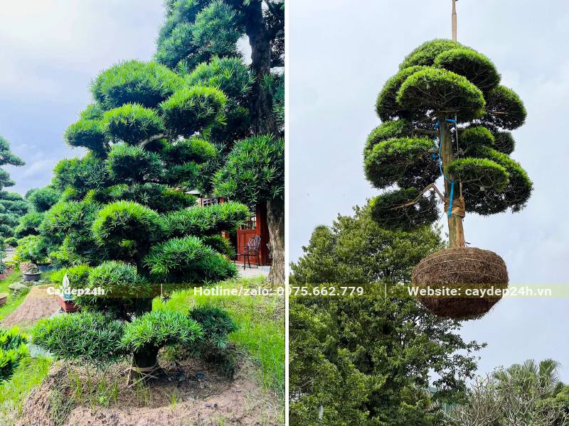 Dùng cần cẩu di chuyển cây Tùng Vạn Niên bonsai lên xe