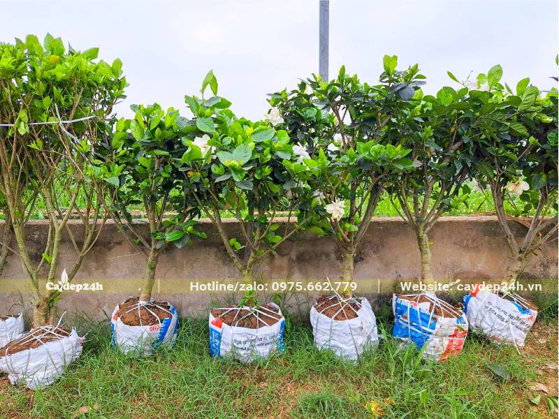 Bạch Thiên Hương công trình đường kính gốc 3 - 5cm