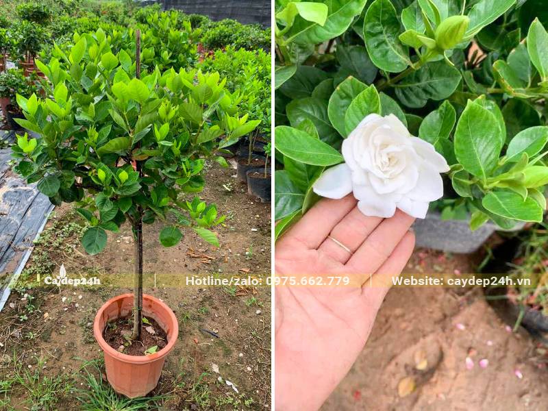 Chậu cây hoa Bạch Thiên Hương nở hoa