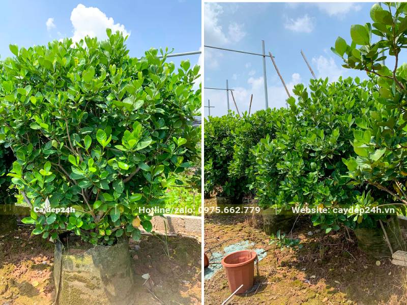 Vườn dưỡng ủ cây Bạch Thiên Hương trưởng thành cao khoảng 1m