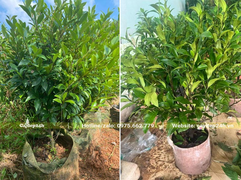 Lan Tiêu giống nuôi dưỡng trong bầu, chiều cao từ 50 - 60cm