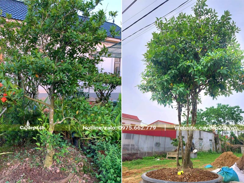 Những cây hoa Lan Tiêu thân gỗ cổ thụ chiều cao hơn 2m