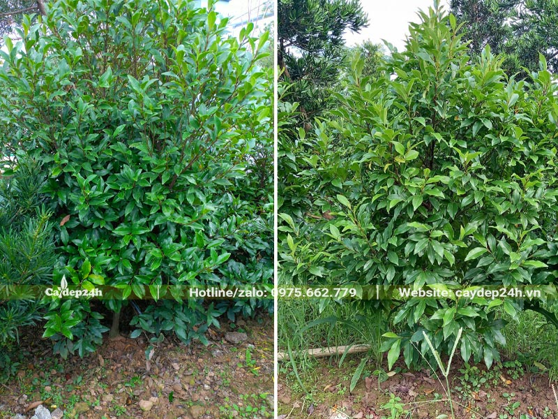 Vườn nuôi trồng cây Lan Tiêu lâu năm, chiều cao từ 1m5 trở lên