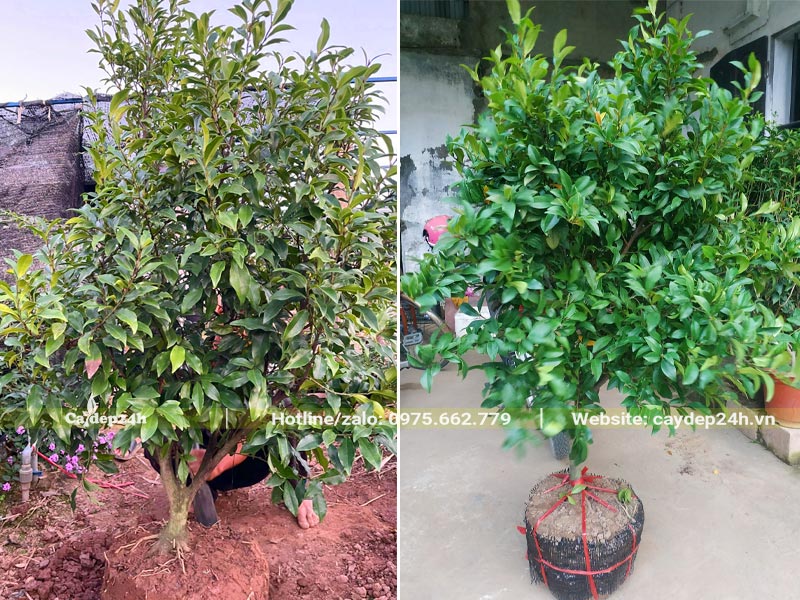 Công nhân đang bứng cây Lan Tiêu đường kính 3 - 4cm và bọc bầu cẩn thận