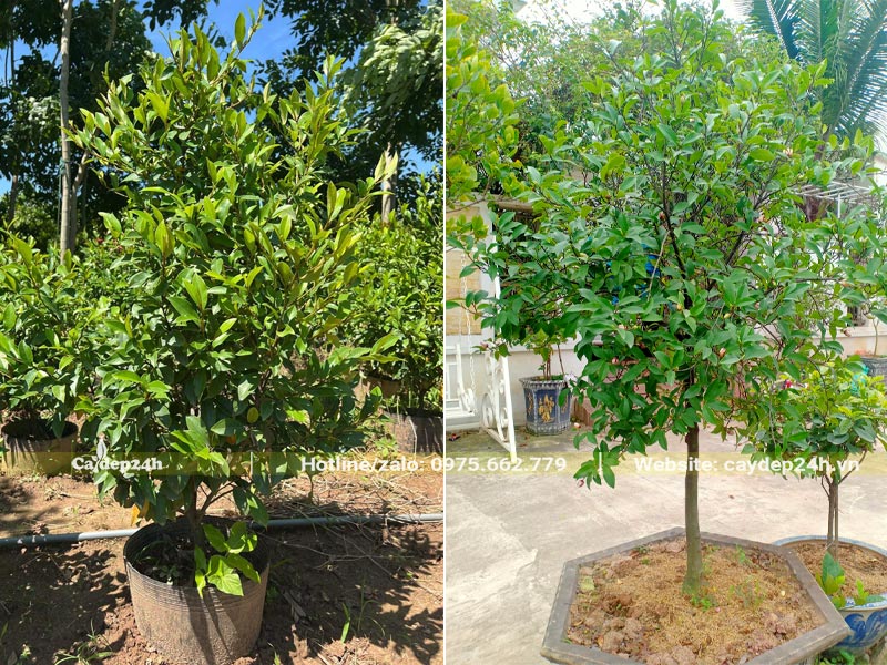 Lan Tiêu trồng chậu cảnh, chiều cao 1,5 - 2m