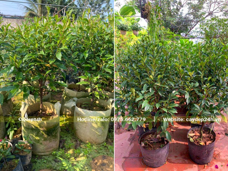 Cây Lan Tiêu nhỏ, chiều cao từ 50 - 60cm